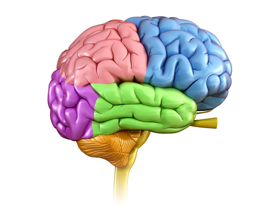 An Ancestral View of the Relation between the Brain and the Stomach