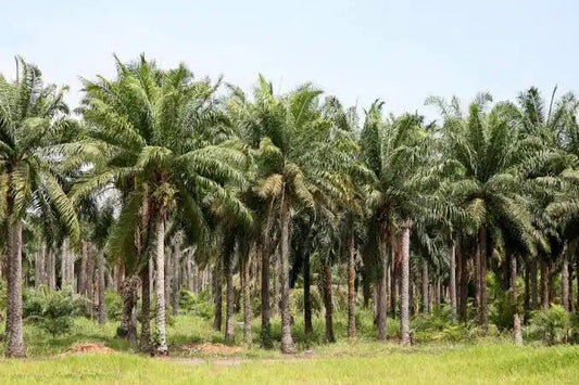The Importance and Usage of Ọ̀pẹ̀ (sacred Palm Tree)