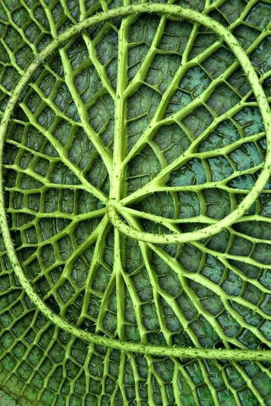 Sacred Spiral Symbolism in African Vodun